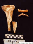 L_V20d5033 A16q183.4 R820 lR ta human bones in q-lot